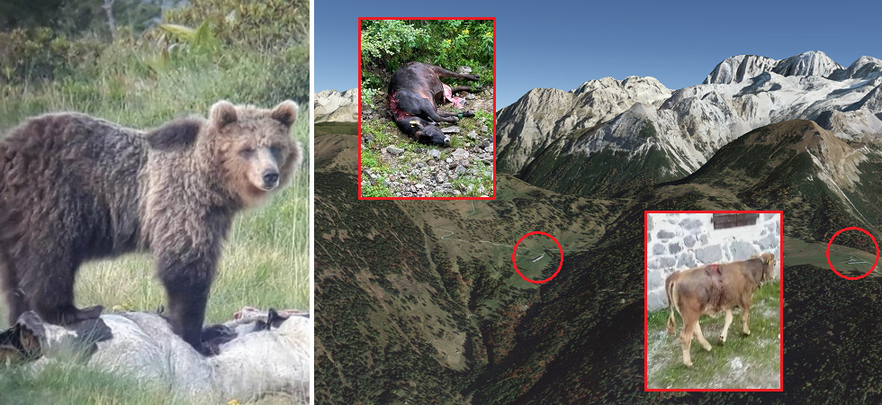 A sinistra una foto di archivio, a destra alcune malghe con alcune vacche ferite o uccise in zona A sinistra una foto di archivio, a destra alcune malghe con alcune vacche ferite o uccise in zona